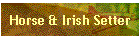 Horse & Irish Setter