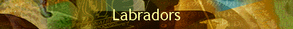 Labradors