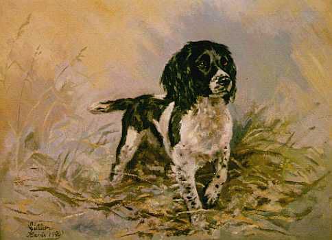 Springer Spaniel