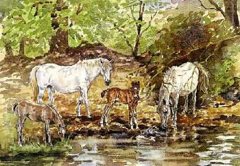 New Forest Ponies