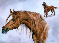 Watercolours Painting of Arab horse and dog friend.