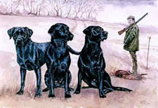 Watercolours Painting of Labradors at Work