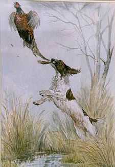 Watercolours Painting  of a Spaniel & Pheasant