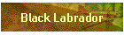 Black Labrador