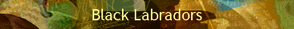 Black Labradors