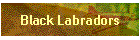 Black Labradors