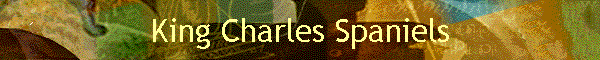 King Charles Spaniels