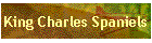 King Charles Spaniels