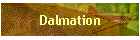 Dalmation