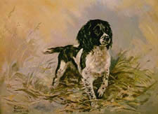 Flint - Animal Portrait