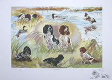 Springer Spaniels painting