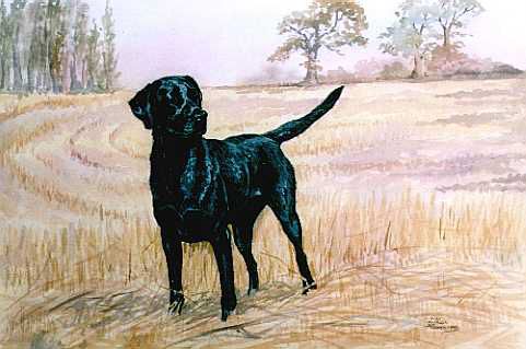 Black Labrador