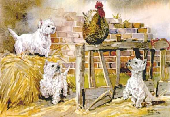 Highland Terriers and Chicken