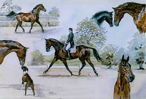 Dressage Montage