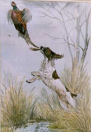 Springer Spaniel