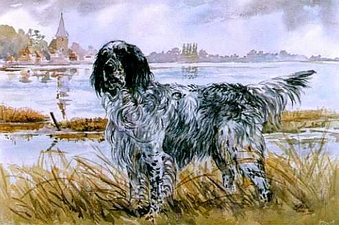 English Setter